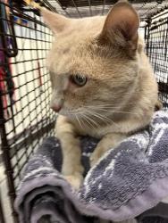 Shelter Stray Male Cat last seen Near BLOCK BLCK CANTRECE LN, CERRITOS, CA 90703, Cerritos, CA 90703, USA