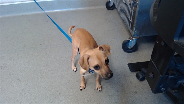 Shelter Stray Male Dog last seen Near BLOCK GONZALEZ, 1419 Bryant St, San Francisco, CA 94103, USA