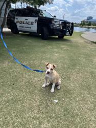 Lost Female Dog last seen New York avenue, Arlington, TX 76010