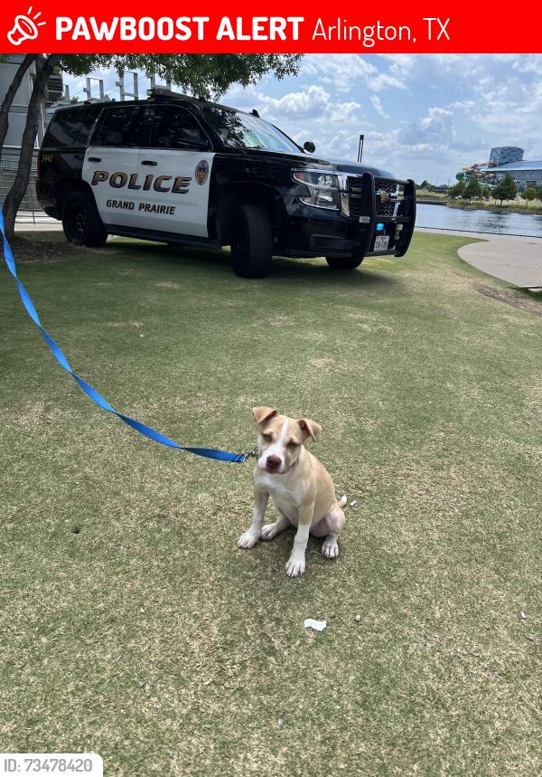 Lost Female Dog last seen New York avenue, Arlington, TX 76010