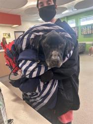 Shelter Stray Male Dog last seen Near BLOCK SANITA CT, 3528 Newburg Rd, Louisville, KY 40218, USA