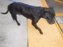 Shelter Stray Female Dog last seen Near BLOCK NW 20 AVE, 3599 NW 79th Ave, Doral, FL 33122, USA