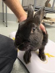 Shelter Stray Female Other last seen Near, 5001 E Raymond St, Indianapolis, IN 46203, USA