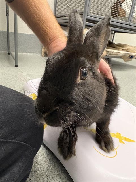 Shelter Stray Female Other last seen Near, 5001 E Raymond St, Indianapolis, IN 46203, USA