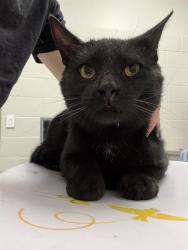 Shelter Stray Male Cat last seen Near, 5001 E Raymond St, Indianapolis, IN 46203, USA