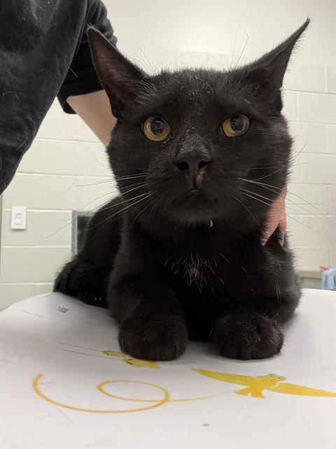 Shelter Stray Male Cat last seen Near, 5001 E Raymond St, Indianapolis, IN 46203, USA