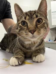 Shelter Stray Male Cat last seen Near, 5001 E Raymond St, Indianapolis, IN 46203, USA