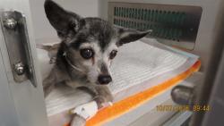 Shelter Stray Female Dog last seen BELL, 5501 E Van Buren St, Phoenix, AZ 85008, USA