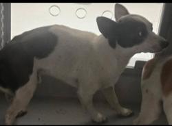 Shelter Stray Male Dog last seen UNION AVE BAKERFIELD, 201 S Mt Vernon Ave, Bakersfield, CA 93307, USA