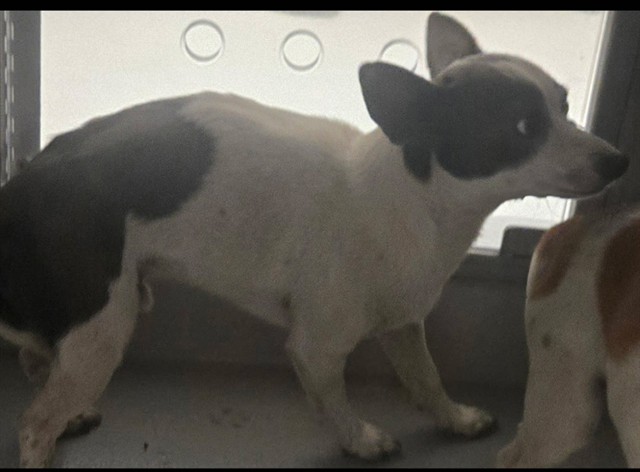 Shelter Stray Male Dog last seen UNION AVE BAKERFIELD, 201 S Mt Vernon Ave, Bakersfield, CA 93307, USA
