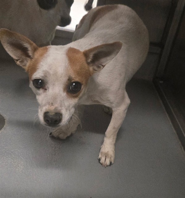 Shelter Stray Male Dog last seen S UNION AVE BAKERSFIELD, 201 S Mt Vernon Ave, Bakersfield, CA 93307, USA