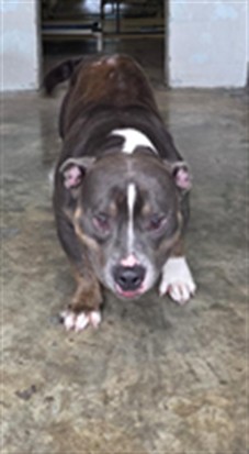 Shelter Stray Male Dog last seen COUNTRY CLUB RD, SANFORD, 232 Eslinger Way, Sanford, FL 32773, USA
