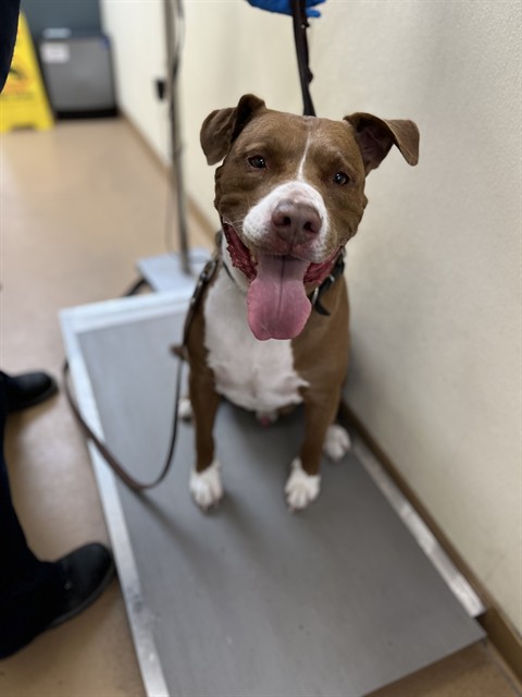 Shelter Stray Male Dog last seen NORMANDY DR, 130 Beyer Way, Chula Vista, CA 91911, USA