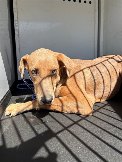 Shelter Stray Male Dog last seen S UNION AVE/ RADICCHIO AVE, BAKERSFIELD, CA, 201 S Mt Vernon Ave, Bakersfield, CA 93307, USA