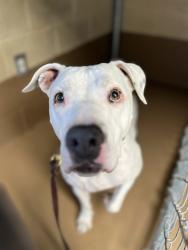 Shelter Stray Female Dog last seen NORMANDY DR, 130 Beyer Way, Chula Vista, CA 91911, USA