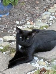 Found/Stray Male Cat last seen Rolesville Road, Wendell, NC, Wendell, NC 27591