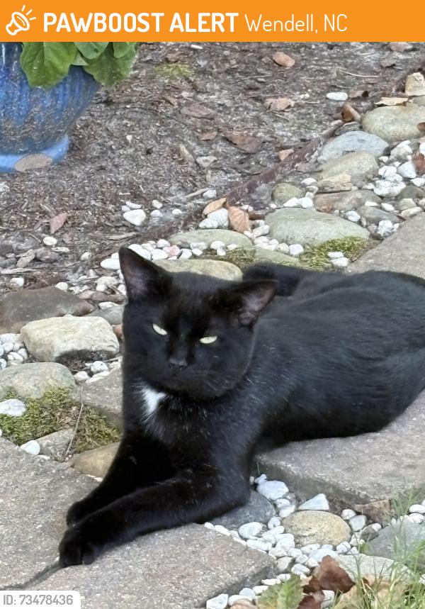 Found/Stray Male Cat last seen Rolesville Road, Wendell, NC, Wendell, NC 27591