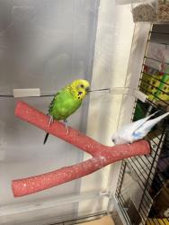 Lost Female Bird last seen Garvin falls road by Dunkin, Concord, NH 03301