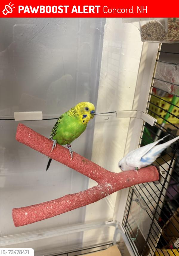 Lost Female Bird last seen Garvin falls road by Dunkin, Concord, NH 03301