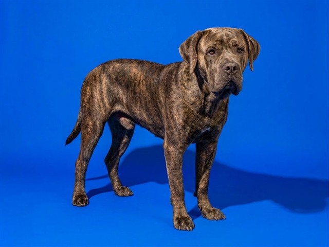 Shelter Stray Male Dog last seen COLLINS AND RAMPART, 2020 Forest St, Jacksonville, FL 32204, USA