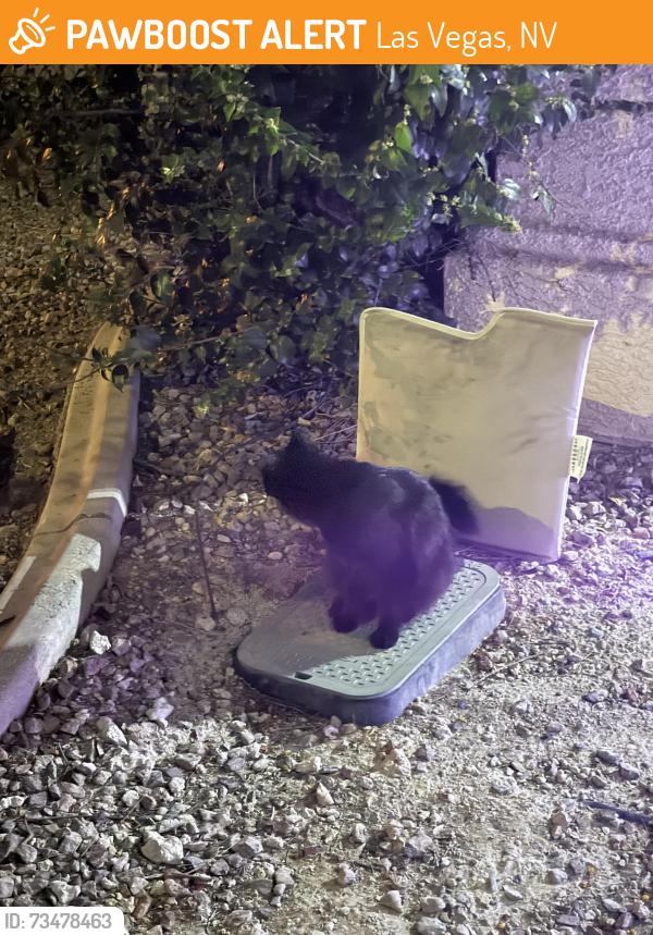 Found/Stray Unknown Cat last seen ann and drexel, Las Vegas, NV 89130