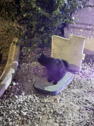 Found/Stray Unknown Cat last seen ann and drexel, Las Vegas, NV 89130