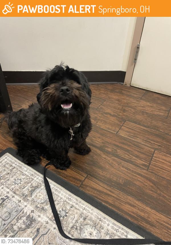 Found/Stray Male Dog last seen E mill road near 741 town of springboro, Springboro, OH 45066