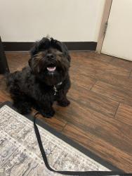 Found/Stray Male Dog last seen E mill road near 741 town of springboro, Springboro, OH 45066