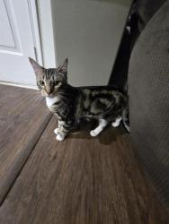 Lost Male Cat last seen Ainsdale and Huffines, Marine Creek area, Fort Worth, TX 76135