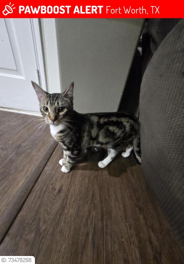 Lost Male Cat last seen Ainsdale and Huffines, Marine Creek area, Fort Worth, TX 76135