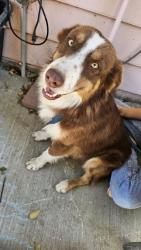 Found/Stray Male Dog last seen 90th street east Littlerock, Los Angeles County, CA 93535