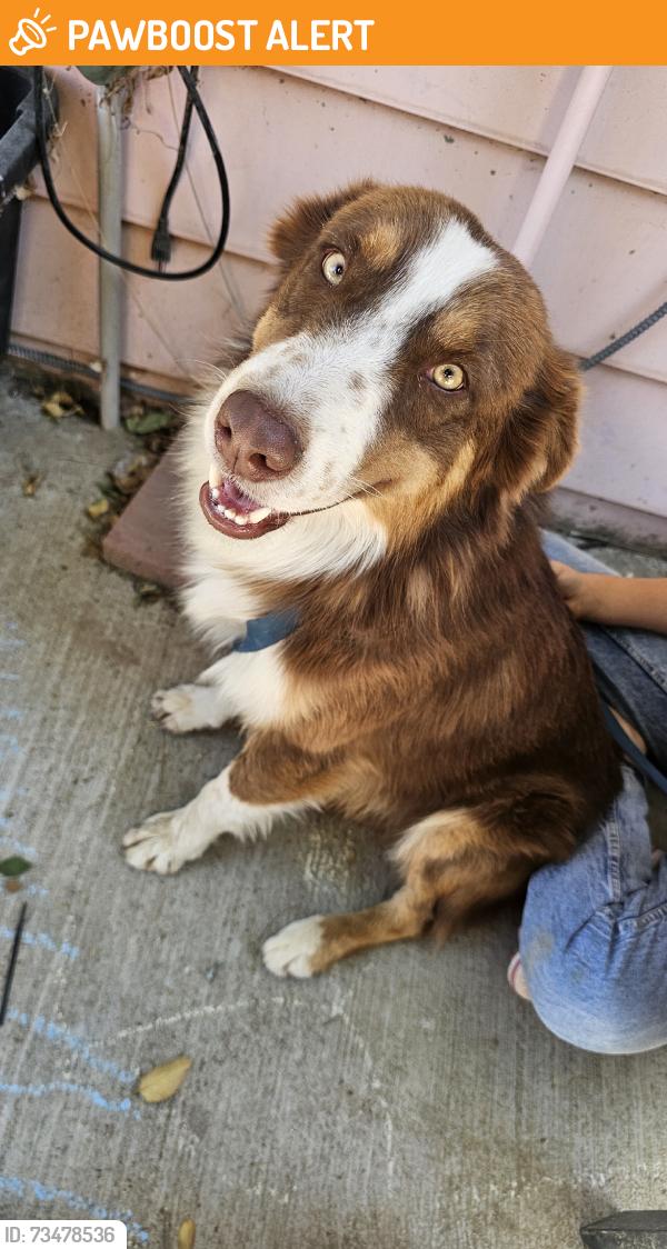 Found/Stray Male Dog last seen 90th street east Littlerock, Los Angeles County, CA 93535