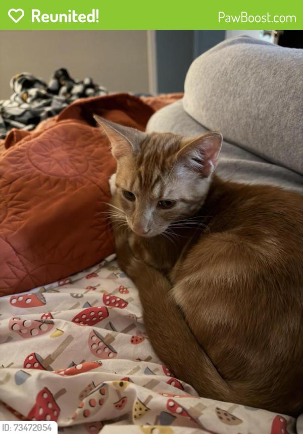 Reunited Male Cat last seen Haywood acres, Easley, SC 29640