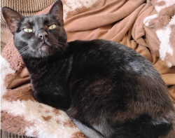 Lost Female Cat last seen Living World Church and Speedway, Rio Rancho, NM 87144