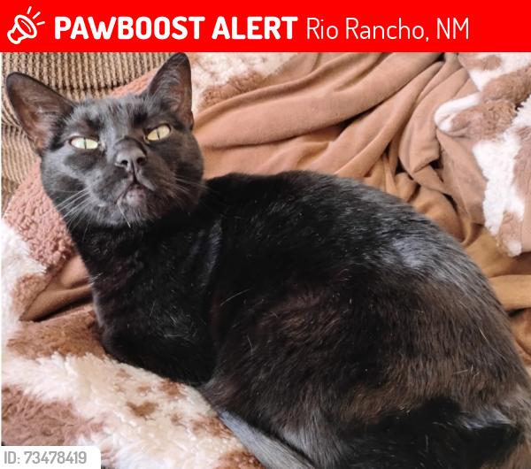 Lost Female Cat last seen Living World Church and Speedway, Rio Rancho, NM 87144