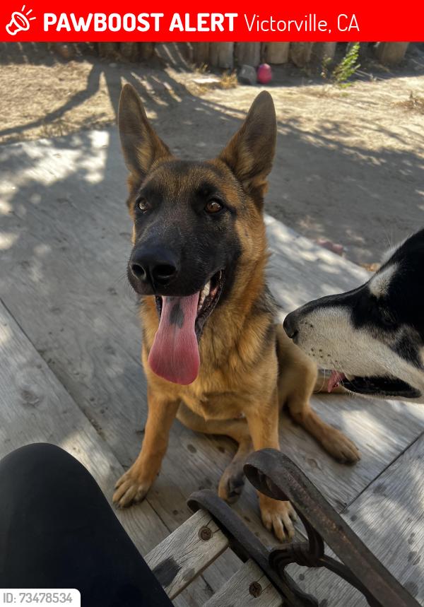Lost Male Dog last seen Near outer hesperia rd, Victorville, CA 92395