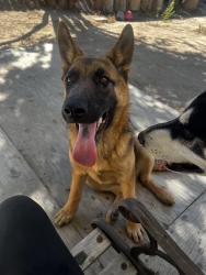 Lost Male Dog last seen Near outer hesperia rd, Victorville, CA 92395