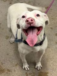 Shelter Stray Female Dog last seen Near E 80, 4th District, OH, 9203 Detroit Ave, Cleveland, OH 44102, USA