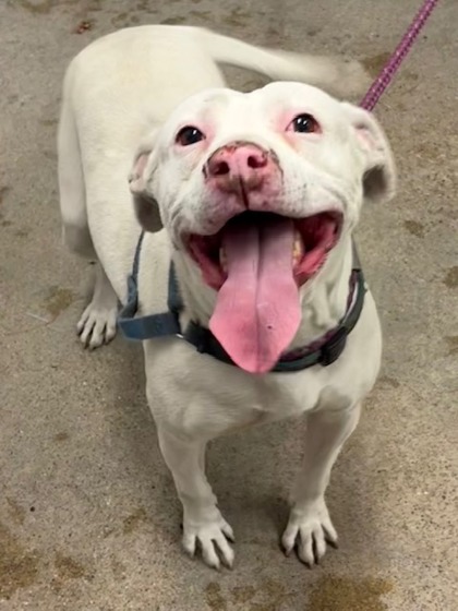 Shelter Stray Female Dog last seen Near E 80, 4th District, OH, 9203 Detroit Ave, Cleveland, OH 44102, USA