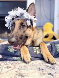 Shelter Stray Female Dog last seen Near Hidden Valley Road, 30035, GA, 3280 Chamblee Dunwoody Rd, Chamblee, GA 30341, USA