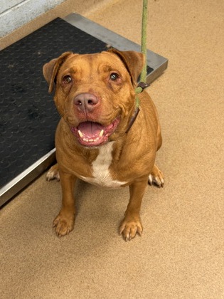Shelter Stray Male Dog last seen Near Woodcrest Walk bld600/apt611 Lithonia, 30058, 30058, GA, 3280 Chamblee Dunwoody Rd, Chamblee, GA 30341, USA