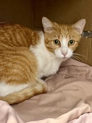 Shelter Stray Female Cat last seen Near Culberson Station, Within Coalition, TX, 11300 Nacogdoches Rd, San Antonio, TX 78217, USA