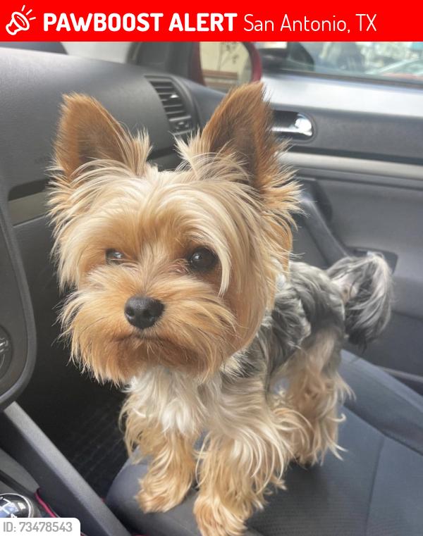 Lost Female Dog last seen Southside San Antonio, San Antonio, TX 78207