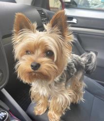 Lost Female Dog last seen Southside San Antonio, San Antonio, TX 78207