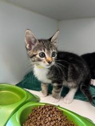 Shelter Stray Female Cat last seen bushes by Oakland Zoo, Oakland, CA, 1101 29th Ave, Oakland, CA 94601, USA