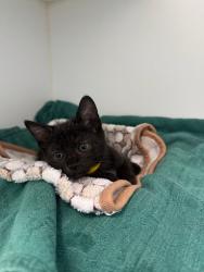 Shelter Stray Female Cat last seen bushes by Oakland Zoo, Oakland, CA, 1101 29th Ave, Oakland, CA 94601, USA