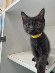 Shelter Stray Female Cat last seen bushes by Oakland Zoo, Oakland, CA, 1101 29th Ave, Oakland, CA 94601, USA
