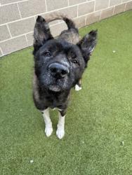 Shelter Stray Male Dog last seen Near society circle sw, Atlanta, GA, 1251 Fulton Industrial Blvd NW, Atlanta, GA 30336, USA