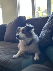 Reunited Female Dog last seen Near Santa Paula, Solana Beach, CA 92075, USA, Solana Beach, CA 92075