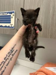 Shelter Stray Male Cat last seen E 18th and Kensington, 64127, MO, 7077 Elmwood Ave, Kansas City, MO 64132, USA